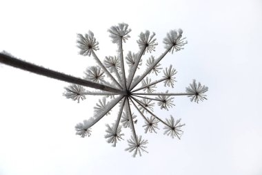 Gökyüzünde donmuş yaban domuzu