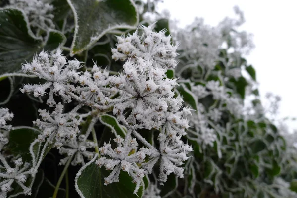 Frosted Hedera Helix Zimní Říši Divů — Stock fotografie