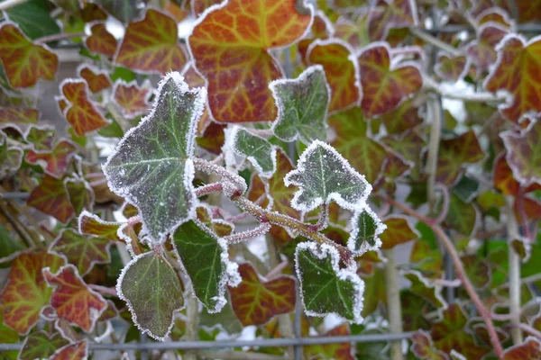 Frosted Hedera Helix Zimní Říši Divů — Stock fotografie