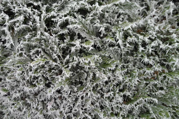 Frosted Hedera Helix Einem Winterwunderland — Stockfoto