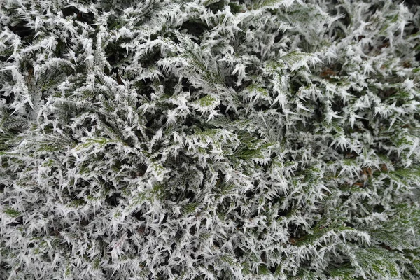 Hedera Helix Givré Dans Pays Des Merveilles Hivernal — Photo