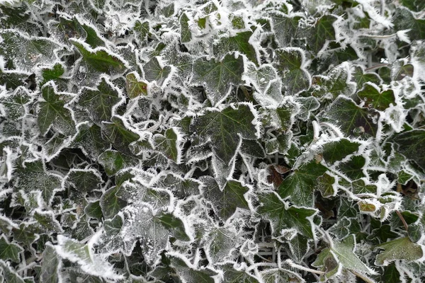 Заморожена Hedera Helix Зимовій Країні Чудес — стокове фото