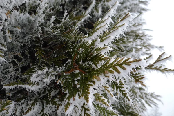 Zmrazený Jehličnan Thuja Zimní Zahradě — Stock fotografie