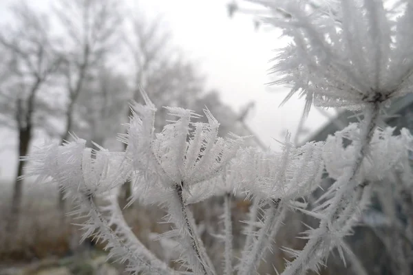 Herbe Poux Congelée Dans Ciel — Photo