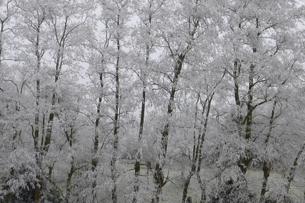 Árvores Congeladas Paisagem Inverno Países Baixos — Fotografia de Stock