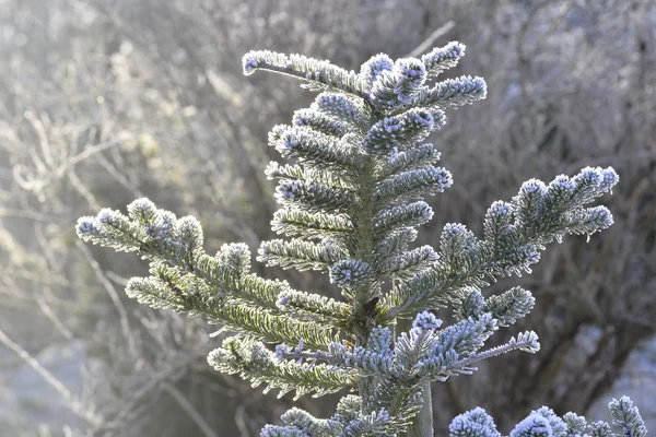 Congelado Christmastree Con Luz Del Sol Jardín Invierno — Foto de Stock