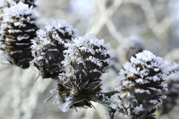 Zmrazený Pinecone Ledovými Krystaly Zimní Zahradě — Stock fotografie