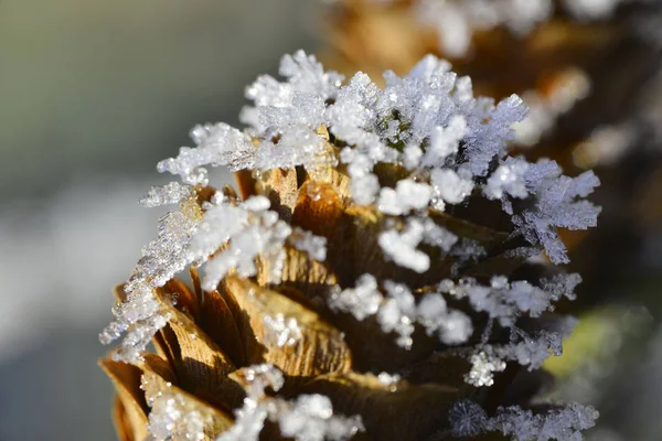 Παγωμένη Κουκουνάρι Παγοκρυστάλλους Χειμερινό Κήπο — Φωτογραφία Αρχείου