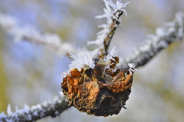 Frozen Syringa Seed Ice — Stock Photo, Image