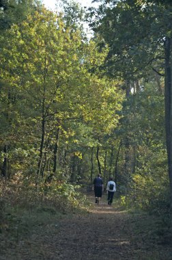 Veluwe, Brabant, Hollanda 26-Ekim-2006: Hollanda ulusal parkında sonbahar ormanlarında yürüyüş.