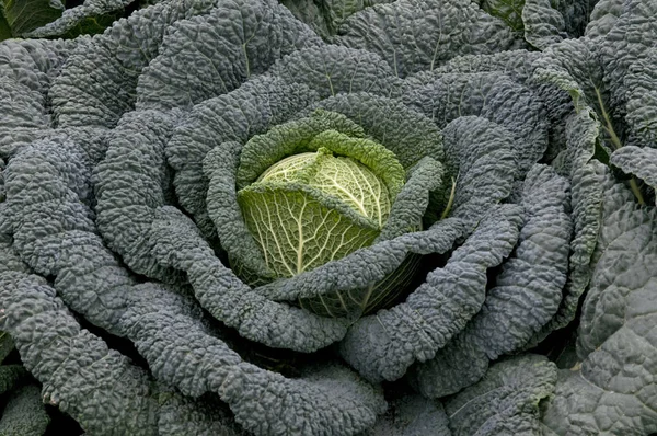 Close Green Fresh Cabbage — Stock Photo, Image