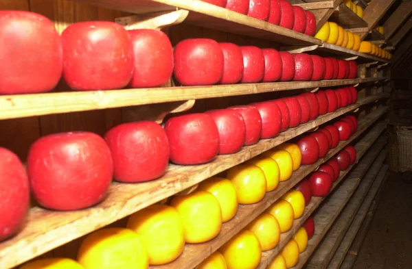 Cheese stacked on shelves in a cheese farm