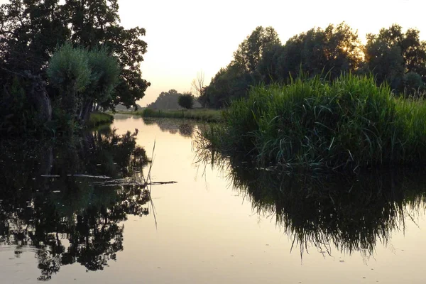 Reeds Refletindo Água Rijp Países Baixos — Fotografia de Stock