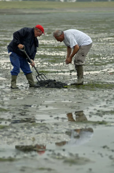 Zeeland Netherlands June 2005 Tabbing Piers Mudflat Used Fishing — 图库照片