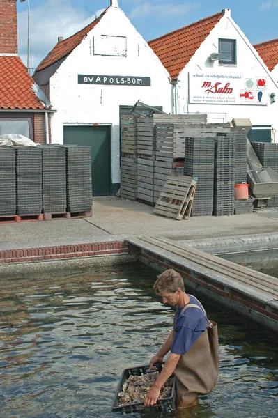 Yerseke Zelanda Países Bajos Junio 2005 Creciendo Mejillones Hombre Sacándolos —  Fotos de Stock