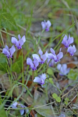 Korsika adasında vahşi mor siklamen Fransa