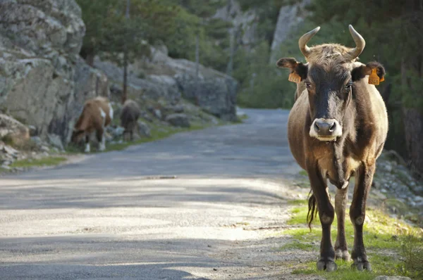 Cetttle Brown Cows Long Road — Stock Photo, Image