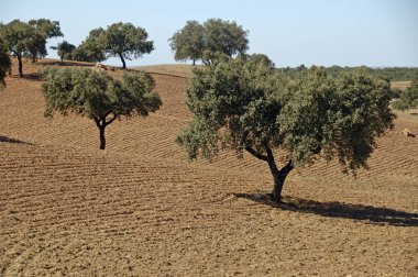 içinde Alentejo peyzaj