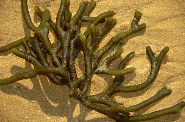 Морские водоросли в песке Стоковое Изображение