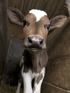Bir ahırda inanılmaz şirin buzağı