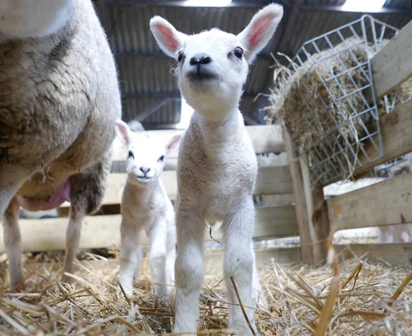 Söta nyfödda lamm — Stockfoto