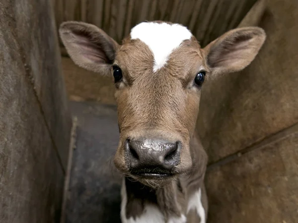 Невероятно милый теленок в сарае — стоковое фото