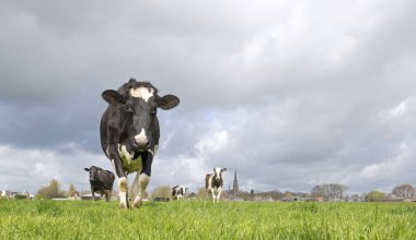 Kalp Hollandalı inek Isınma
