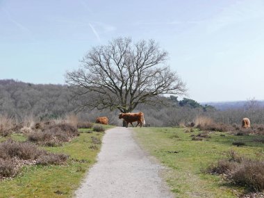 Yayla sığır sürüsü