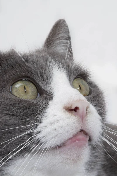 Um gato como animal de estimação — Fotografia de Stock