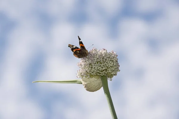 Метелик на цибулинній рослині — стокове фото