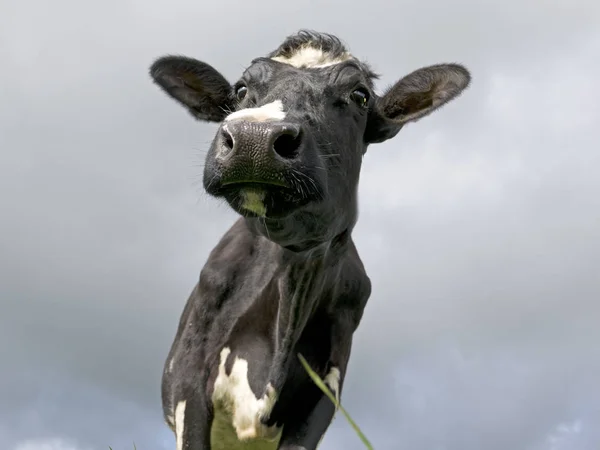 Горячие коровы Нидерландов — стоковое фото