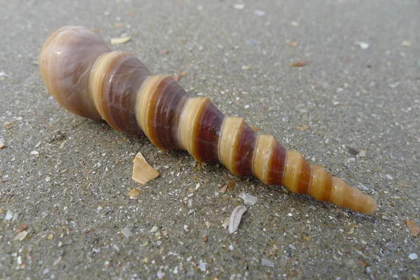 Spiralförmige Muschel unter Wasser — Stockfoto