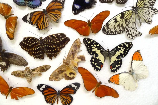 Побалувати метеликів ізольовано на білому — стокове фото