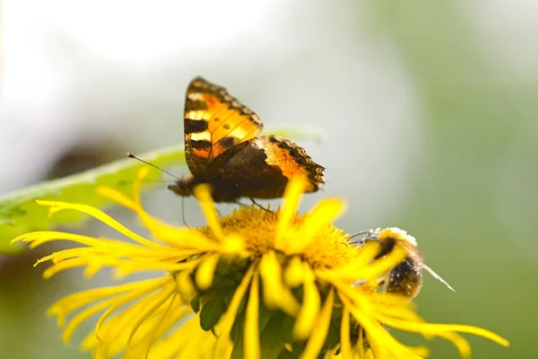 Метелики і бджоли — стокове фото