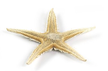 beyaz üzerinde izole denizyıldızı