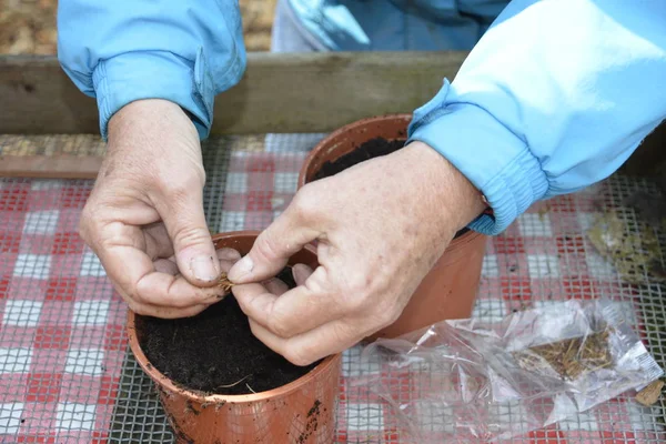 Someone Working Out Garden Planting Seeds Rustic Pots — Stock Photo, Image