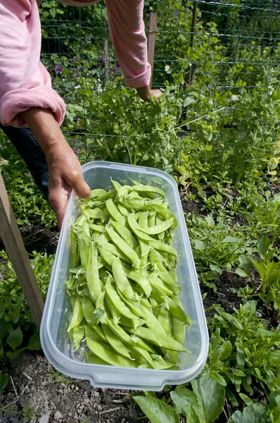 Container Full Fresh Peas Were Handpicked Beautiful Garden — Stock Photo, Image