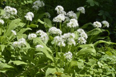 Bahçede yabani sarımsak