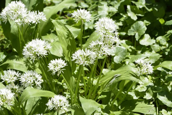 Aglio selvatico in giardino — Foto Stock