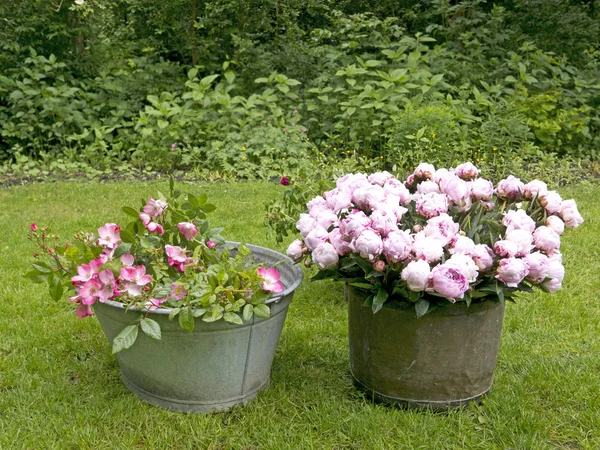 Bouquet di peonia in giardino — Foto Stock