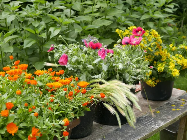 Lindas flores de verão — Fotografia de Stock