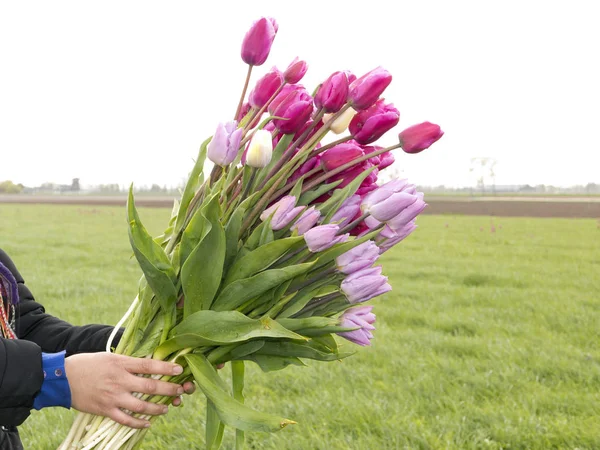 Picking beautiful Tulips — Stock Photo, Image