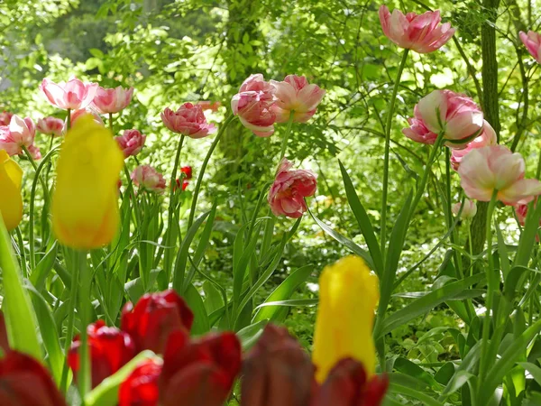 Wilde blühende Tulpen — Stockfoto