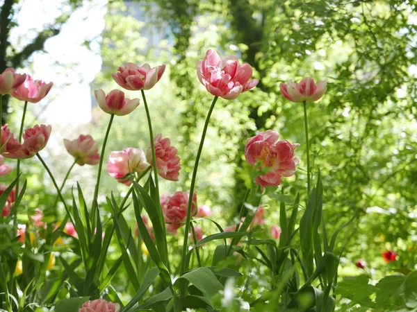 Wilde blühende Tulpen — Stockfoto