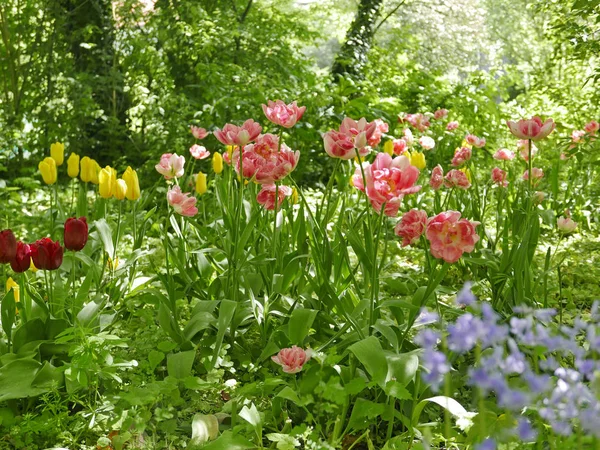 Vilda blommande tulpaner — Stockfoto