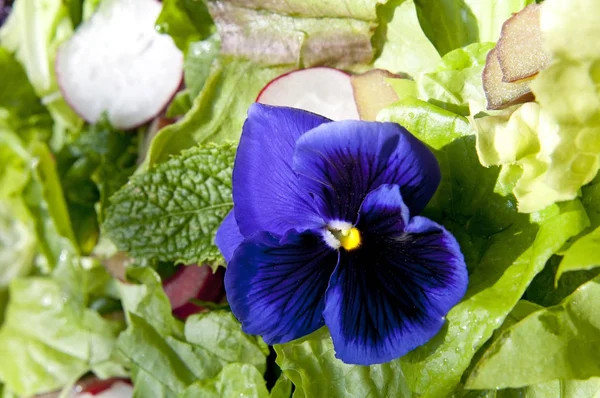 Délicieuse salade d'été — Photo