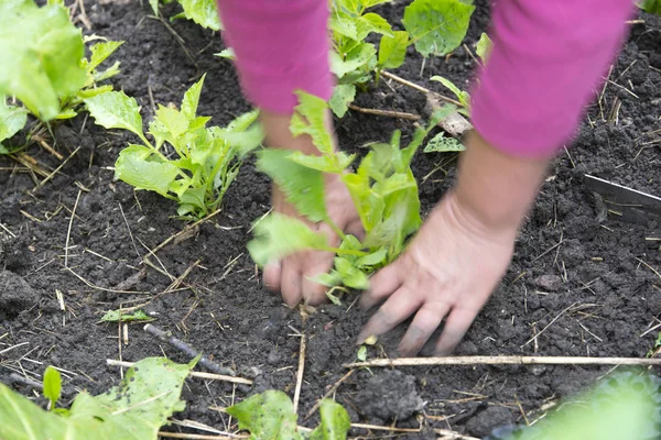 sağlıklı sebze dikim
