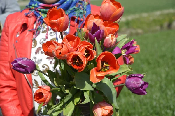 Prachtige tulpen plukken — Stockfoto