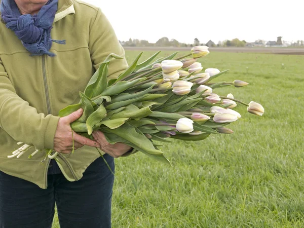 Picking beautiful Tulips — Stock Photo, Image