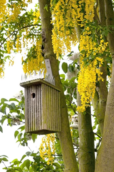 Birdhouse in primavera albero fiorito — Foto Stock
